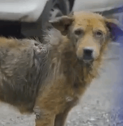 Rescue of a Dog with Severe Maggot Wound and Nerve Damage During Man_part2