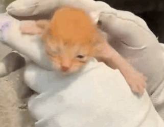 Now they scale the walls just like their superhero dad_part2