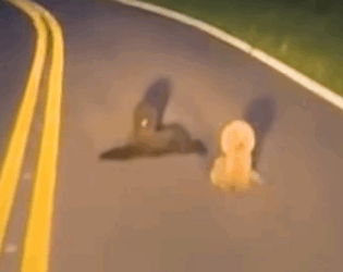 One of the poodles wouldn’t leave her sister’s side_part2