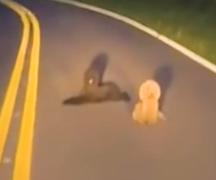 One of the poodles wouldn’t leave her sister’s side_part2