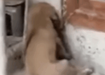 Part2 Animals Rescue #dogrescue #rescuedog #dogsofttiktok #foryoupage #foryou #dogs