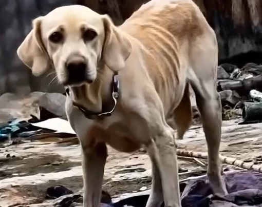 Part2 Animals Rescue #dogrescue #rescuedog #dogsofttiktok #foryoupage #foryou #dogs