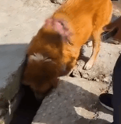 Part2 Animals Rescue #dogrescue #rescuedog #dogsofttiktok #foryoupage #foryou #dogs