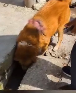 Part2 Animals Rescue #dogrescue #rescuedog #dogsofttiktok #foryoupage #foryou #dogs