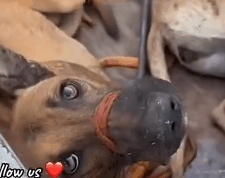 Part2 Animals Rescue #dogrescue #rescuedog #dogsofttiktok #foryoupage #foryou #dogs