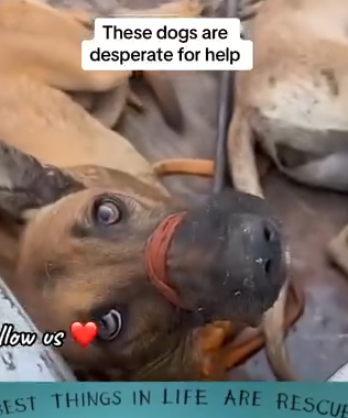 Part2 Animals Rescue #dogrescue #rescuedog #dogsofttiktok #foryoupage #foryou #dogs