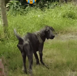 Part2 Animals Rescue #dogrescue #rescuedog #dogsofttiktok #foryoupage #foryou #dogs