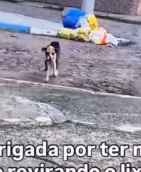 Part2 Animals Rescue #dogrescue #rescuedog #dogsofttiktok #foryoupage #foryou #dogs