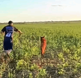 Part2 Animals Rescue #dogrescue #rescuedog #dogsofttiktok #foryoupage #foryou #dogs