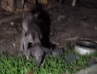 Part2 Animals Rescue #dogrescue #rescuedog #dogsofttiktok #foryoupage #foryou #dogs