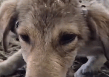 Part2 Animals Rescue #dogrescue #rescuedog #dogsofttiktok #foryoupage #foryou #dogs