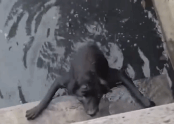 Part2 Animals Rescue #dogrescue #rescuedog #dogsofttiktok #foryoupage #foryou #dogs