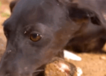 Part2 Animals Rescue #dogrescue #rescuedog #dogsofttiktok #foryoupage #foryou #dogs