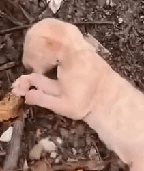 Part2 Animals Rescue #dogrescue #rescuedog #dogsofttiktok #foryoupage #foryou #dogs