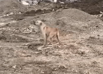 Part2 Animals Rescue #dogrescue #rescuedog #dogsofttiktok #foryoupage #foryou #dogs