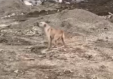 Part2 Animals Rescue #dogrescue #rescuedog #dogsofttiktok #foryoupage #foryou #dogs