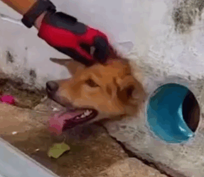 Part2 Animals Rescue #dogrescue #rescuedog #dogsofttiktok #foryoupage #foryou #dogs