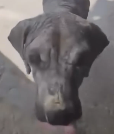 Part2 Animals Rescue #dogrescue #rescuedog #dogsofttiktok #foryoupage #foryou #dogs