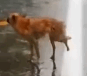 Part2 Animals Rescue #dogrescue #rescuedog #dogsofttiktok #foryoupage #foryou #dogs