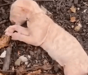 Part2 Animals Rescue #dogrescue #rescuedog #dogsofttiktok #foryoupage #foryou #dogs