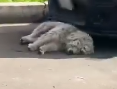 Part2 Animals Rescue #dogrescue #rescuedog #dogsofttiktok #foryoupage #foryou #dogs