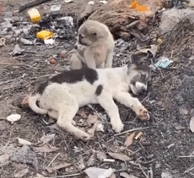 Part2 Animals Rescue #dogrescue #rescuedog #dogsofttiktok #foryoupage #foryou #dogs