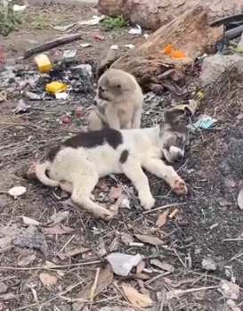 Part2 Animals Rescue #dogrescue #rescuedog #dogsofttiktok #foryoupage #foryou #dogs