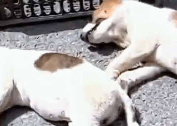 Part2 Animals Rescue #dogrescue #rescuedog #dogsofttiktok #foryoupage #foryou #dogs