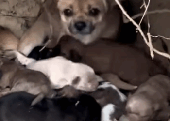 Part2 Animals Rescue #dogrescue #rescuedog #dogsofttiktok #foryoupage #foryou #dogs