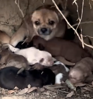 Part2 Animals Rescue #dogrescue #rescuedog #dogsofttiktok #foryoupage #foryou #dogs