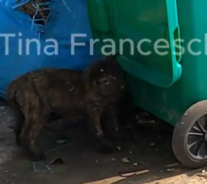 On my way home from work, I saw a little dog wandering around the trash can looking for food_part2