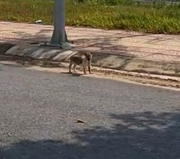 On my way home from work, I saw a stray dog wandering the streets looking for food in over_part2