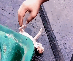 Part2 Animals Rescue #dogrescue #rescuedog #dogsofttiktok #foryoupage #foryou #dogs