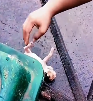 Part2 Animals Rescue #dogrescue #rescuedog #dogsofttiktok #foryoupage #foryou #dogs