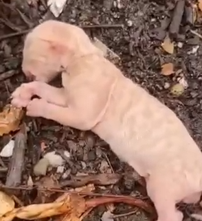 Part2 Animals Rescue #dogrescue #rescuedog #dogsofttiktok #foryoupage #foryou #dogs