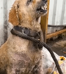 Rescue Story of Angel The Abandoned Dog with Broken Soul_part2