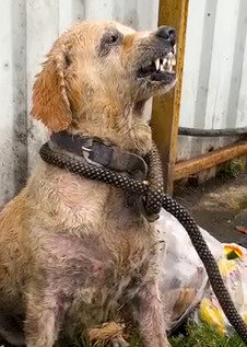 Rescue Story of Angel The Abandoned Dog with Broken Soul_part2