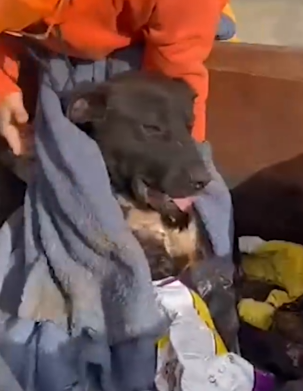 Police Officer Spots Abandoned Dog In Dumpster_part2