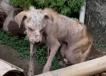 Part2 Animals Rescue #dogrescue #rescuedog #dogsofttiktok #foryoupage #foryou #dogs