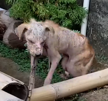 Part2 Animals Rescue #dogrescue #rescuedog #dogsofttiktok #foryoupage #foryou #dogs