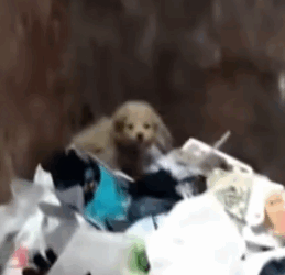 Part2 Animals Rescue #dogrescue #rescuedog #dogsofttiktok #foryoupage #foryou #dogs