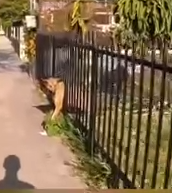 Part2 Animals Rescue #dogrescue #rescuedog #dogsofttiktok #foryoupage #foryou #dogs