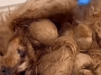 Part2 Animals Rescue #dogrescue #rescuedog #dogsofttiktok #foryoupage #foryou #dogs