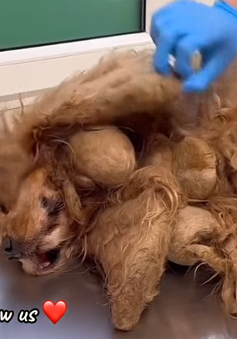 Part2 Animals Rescue #dogrescue #rescuedog #dogsofttiktok #foryoupage #foryou #dogs