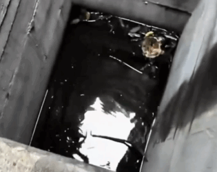 Part2 Animals Rescue #dogrescue #rescuedog #dogsofttiktok #foryoupage #foryou #dogs