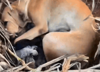 Part2 Animals Rescue #dogrescue #rescuedog #dogsofttiktok #foryoupage #foryou #dogs