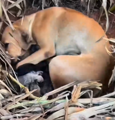 Part2 Animals Rescue #dogrescue #rescuedog #dogsofttiktok #foryoupage #foryou #dogs