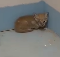 Part2 Animals Rescue #dogrescue #rescuedog #dogsofttiktok #foryoupage #foryou #dogs