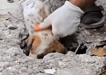 Part2 Animals Rescue #dogrescue #rescuedog #dogsofttiktok #foryoupage #foryou #dogs