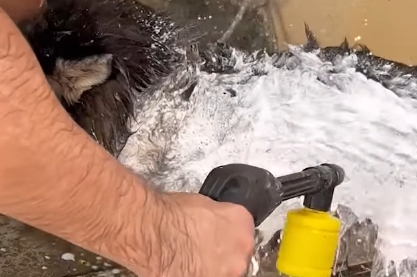 Part2 Animals Rescue #dogrescue #rescuedog #dogsofttiktok #foryoupage #foryou #dogs